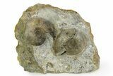 Jurassic Ammonite (Sigaloceras) Fossils - Gloucestershire, England #351252-1
